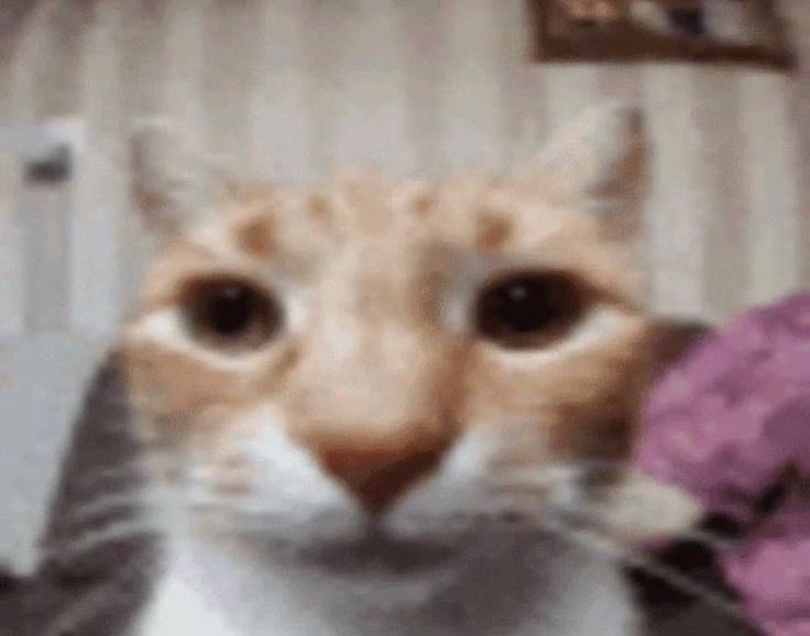 hellbzmf's tweet image. sempre a pregare per il vostro dio immaginario ma mai a pregare per berlusca crepato