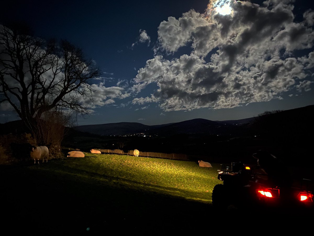 woolismybread's tweet image. The night patrols begin … under a silvery moon … 🐑🐑❤️🐑🐑🐑🐑🐑🐑🐑🐑🐑🐑🐑🐑🐑🐑🐑🐑