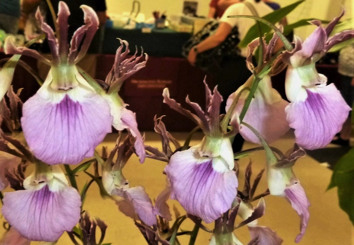 on Twitter "Eulophia (Euph.) guineensis. Another Eulophia species, with unique