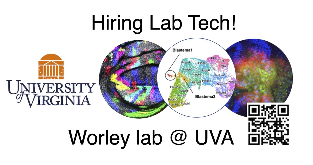 Worley lab <a href="/uvabio/">UVa Biology</a> is looking to hire a lab tech 🔬🪰🧪 to study regeneration in Drosophila! Please check out the webpage (worleylab.org) and see the job postings if interested! 

(tech 1 and tech 2 levels)
jobs.virginia.edu/jobs/R0044723?…

jobs.virginia.edu/jobs/R0044726?…