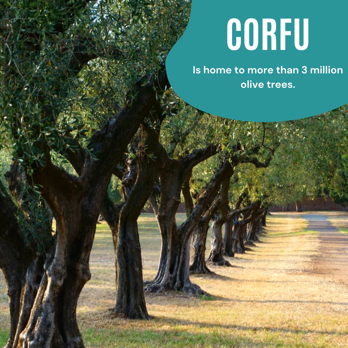 trippursuit's tweet photo. The real olive garden, @greece_corfu. 

#Greece #traveling #traveltips #trip https://t.co/6ylGZd7owN