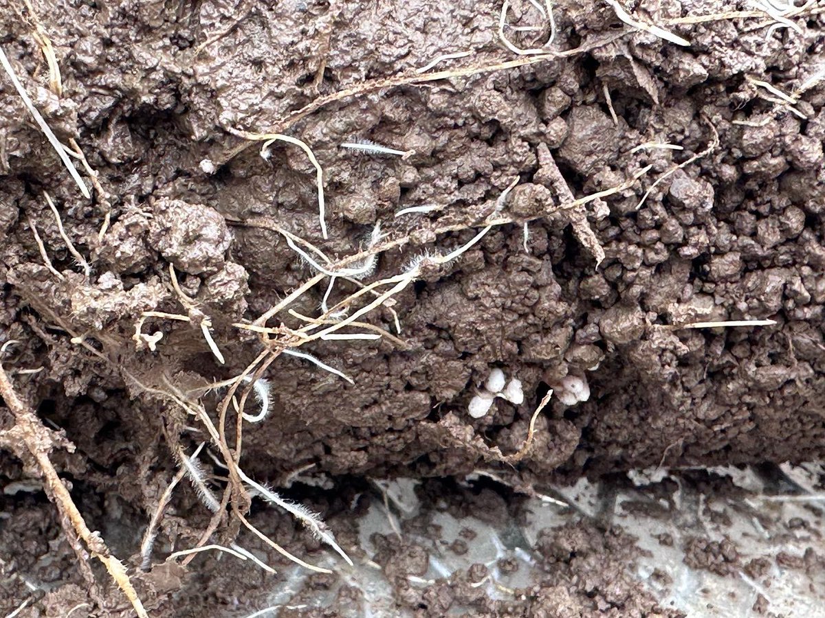 GOSEEDCO's tweet photo. Soil scientist Dr. Shannon Cappellazzi, GO Seed’s Director of Research, is rinsing roots from our “tubes in the ground” experiment to take to @ComClassic. Visit us at booth 2188 in the Carbon Smart HUB to check these roots and nodules in person. #covercrops #goclimatesmart https://t.co/8gcHQ2SLIs