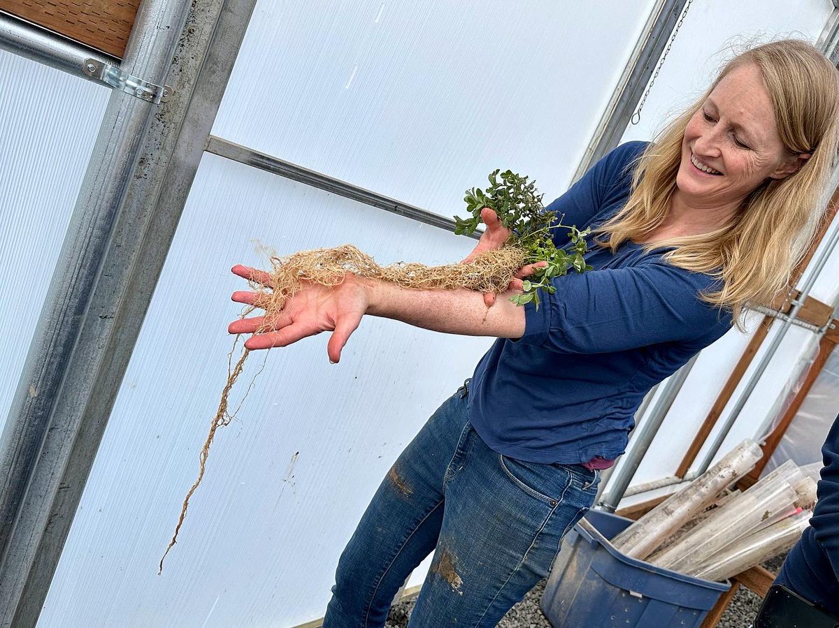 GOSEEDCO's tweet photo. Soil scientist Dr. Shannon Cappellazzi, GO Seed’s Director of Research, is rinsing roots from our “tubes in the ground” experiment to take to @ComClassic. Visit us at booth 2188 in the Carbon Smart HUB to check these roots and nodules in person. #covercrops #goclimatesmart https://t.co/8gcHQ2SLIs