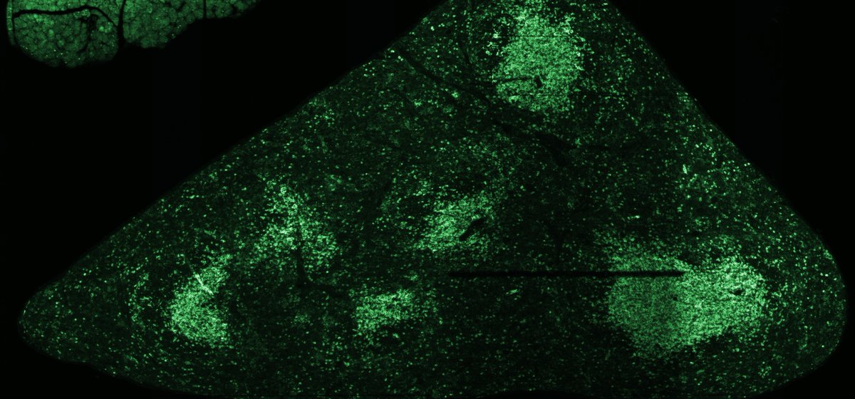 @DMasper0 and I finally captured our very first images using a retired HiSeq 2500 repurposed as a fluorescent microscope! Thanks @yougotkunal for developing #PySeq and for troubleshooting with us! 🔬🔦🟩🦠⚡️📸 github.com/nygctech/PySeq… Next step, controlling the filter wheel...