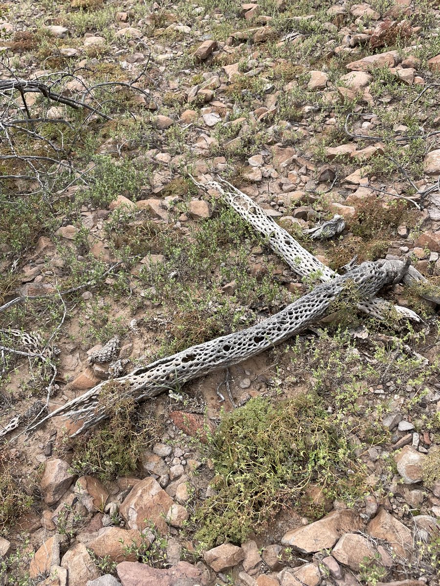 kloklogu tweet media