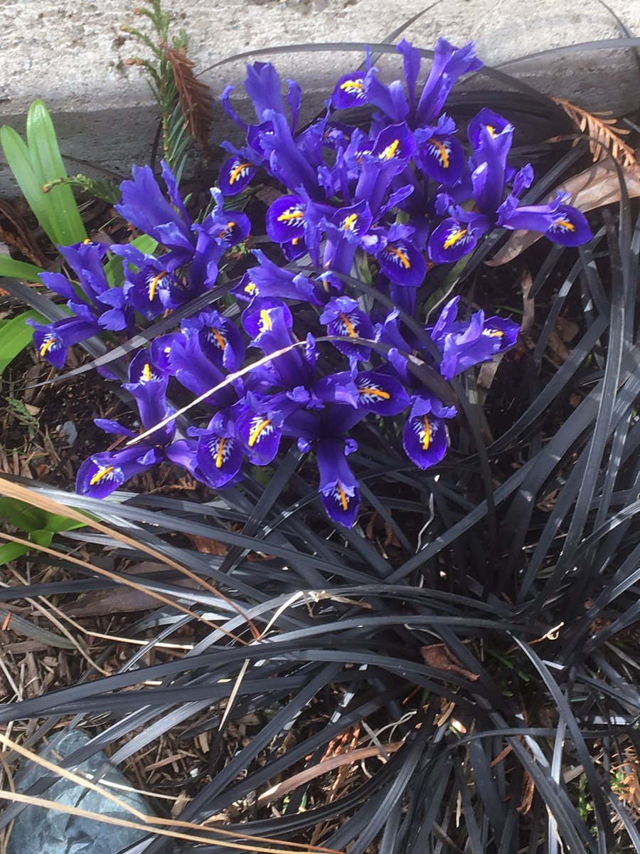 KellyUrarii's tweet photo. Sweet that spring is well on the way! https://t.co/h55VSZXG0t