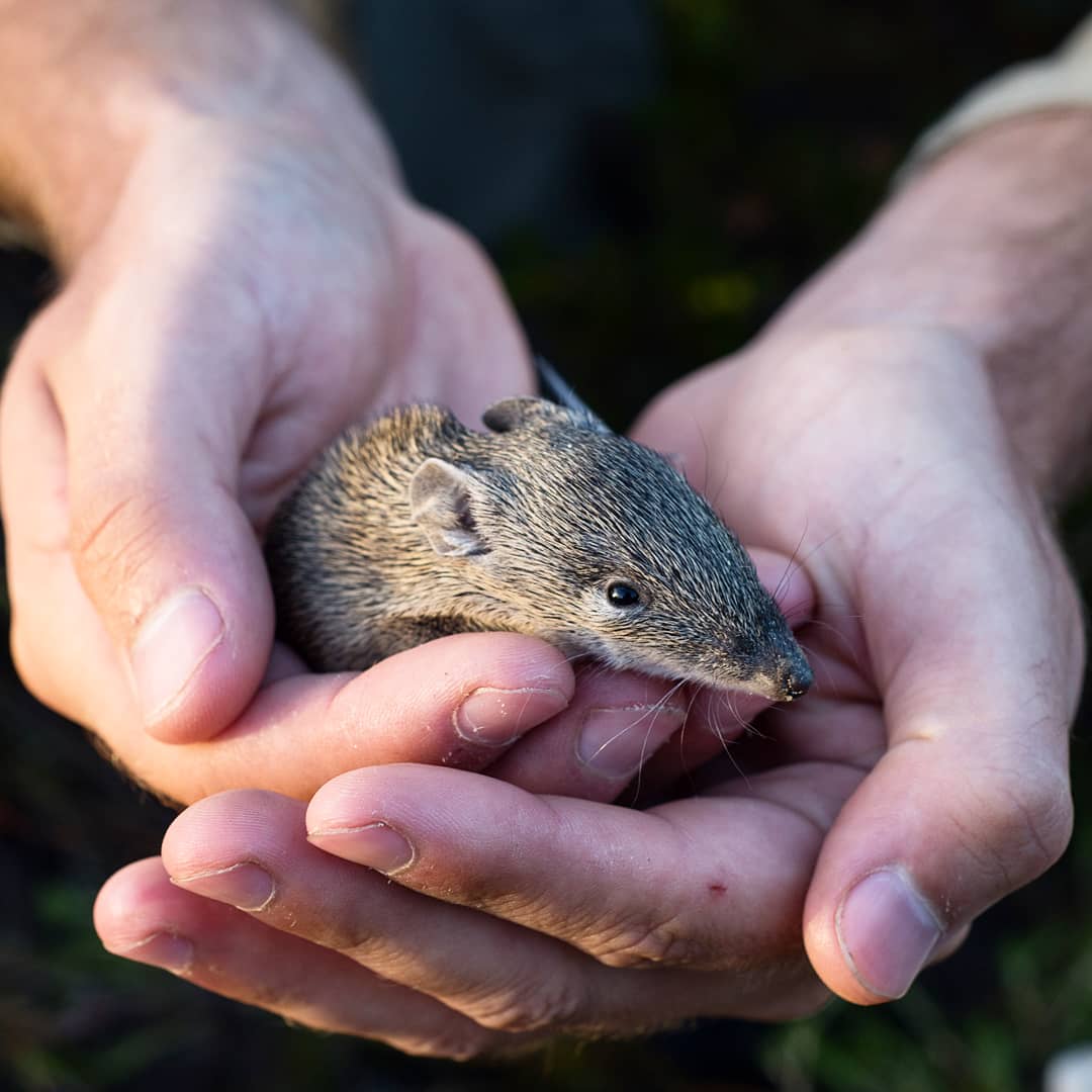 Persistence of cats in recently burnt landscapes is a big issue for wildlife, and highlights the importance of cat control in supporting wildlife recovery post-fire. 

Big thanks to everyone who contributed @KILandscapeSA @brettpmurphy @SarahMLegge and others 🖤