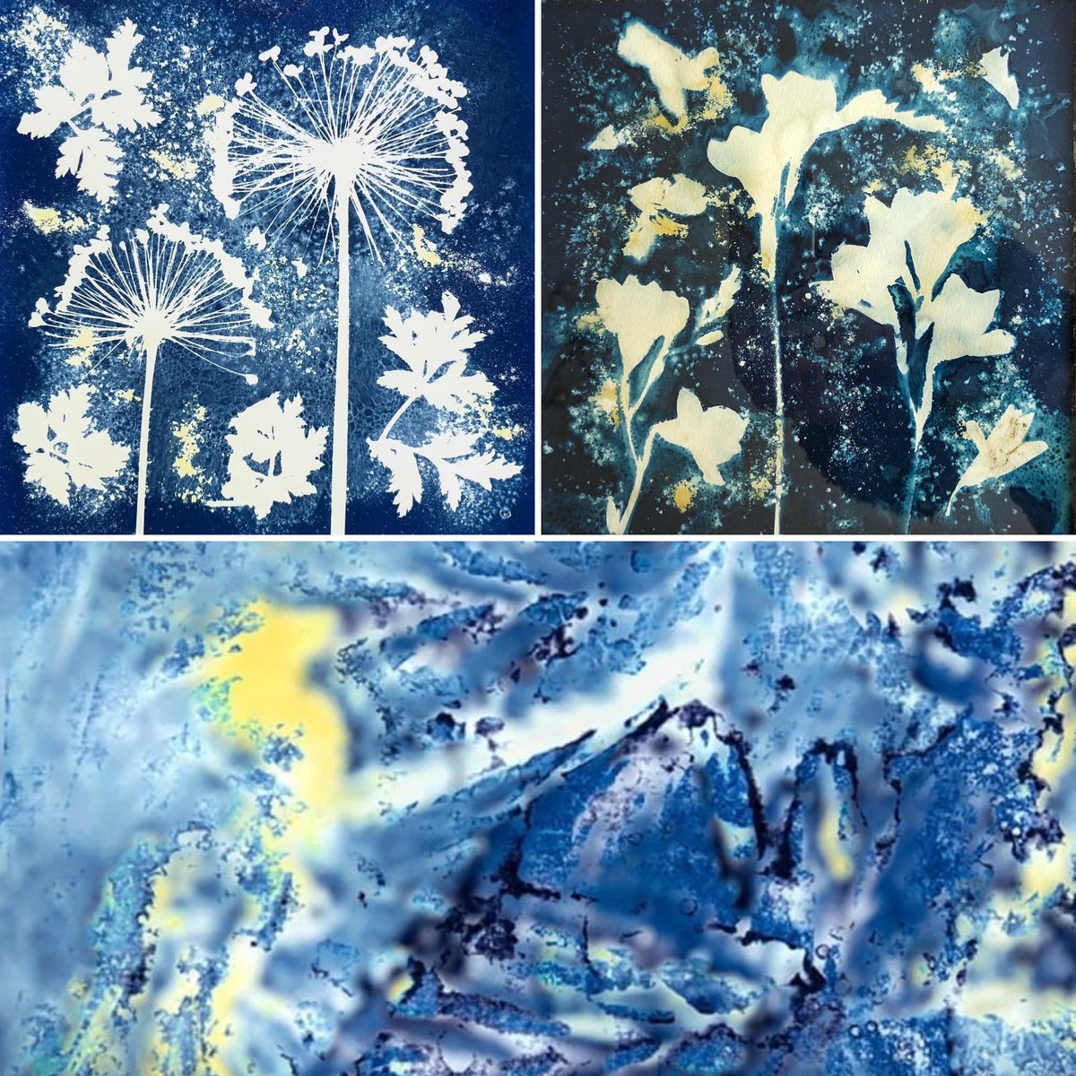 paper_ink_print's tweet photo. Jocelyn Horsfall: an award-winning fine art photographer &amp; printmaker creating painterly images of flowers &amp; foliage, using the cyanotype process.
She’ll be doing a demo of her process on Sat 18 too! 
#paperinkprintfestival #teddington
#cyanotypes #prints https://t.co/SSp1us7Azp