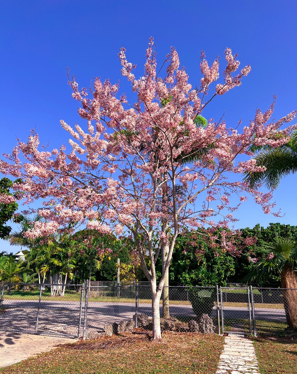 stephg0mez's tweet photo. wishing tree is bloominggg man i love springtime https://t.co/EBwSiTOVSu