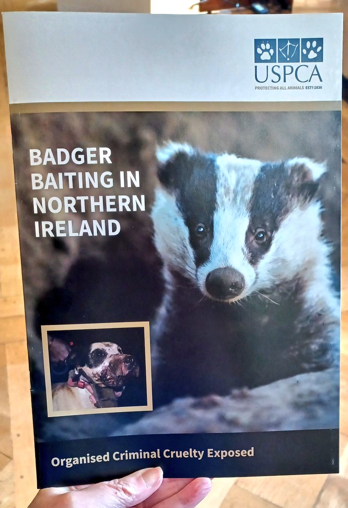 KarenDouglas_NI's tweet photo. Attended the @USPCA_Official Badger Baiting NI Report launch today. Harrowing evidence of animal cruelty across NI. We need robust legislation in NI to hold perpetrators to account and protect badgers #endbadgerbaiting #USPCA 🦡🦡🐾🐾 https://t.co/r7PoI7lllA