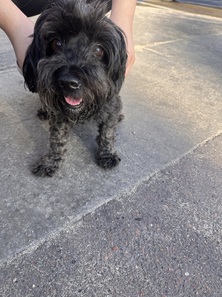 Lui5sss's tweet photo. Nos encontramos esta perrita por  el McDonald del balneario, #Antofagasta #perroperdido https://t.co/b8CN5Vhf0X