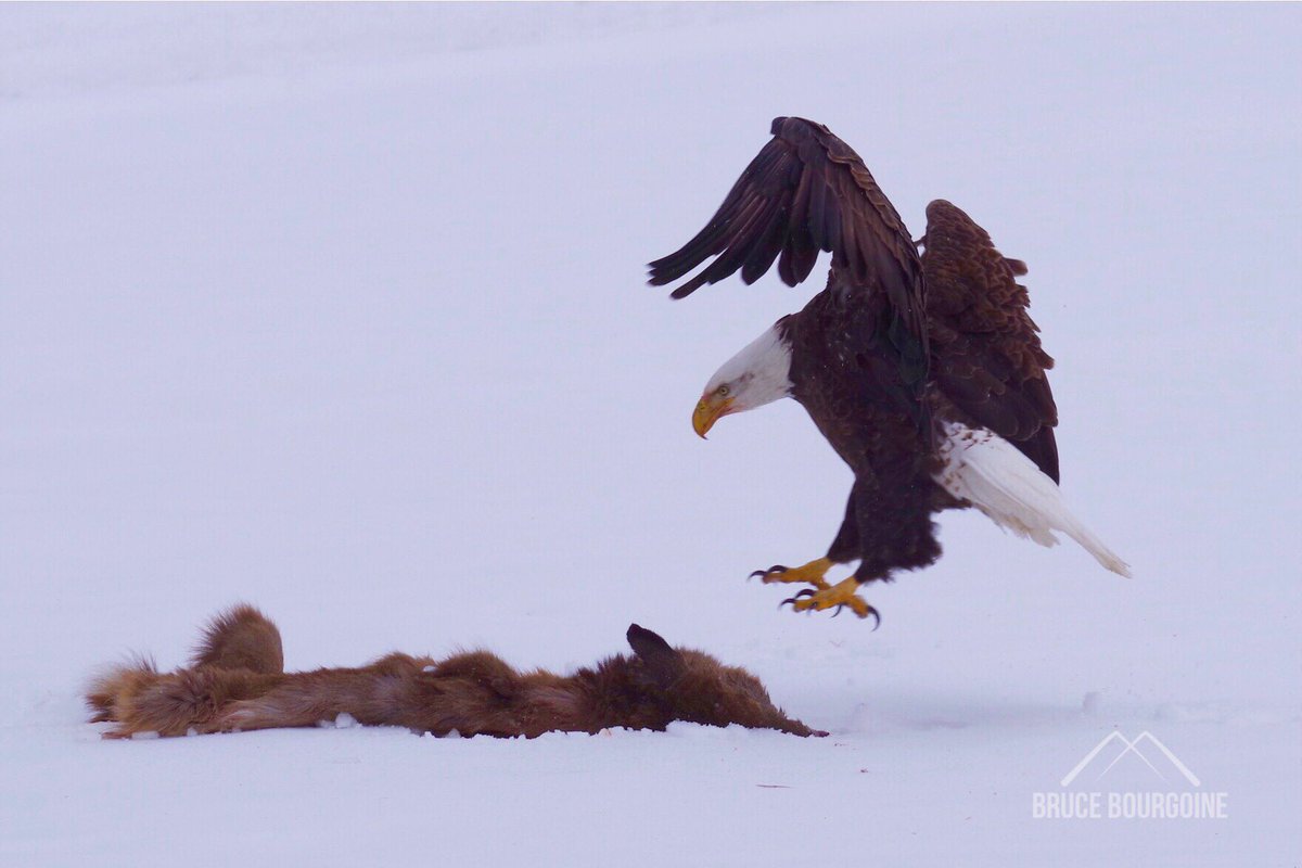 BruceBourgoine's tweet photo. Spent some time photographing an eagle today. Expect to post a few shots on bruce_bourgoine Instagram later today. #MEoutside https://t.co/Z3XxqbxzPs