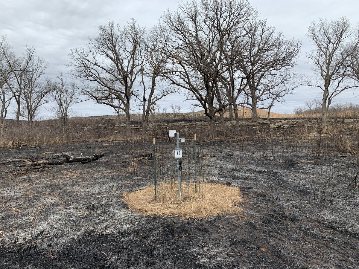 KSU Soil Water Lab (@ksu_soilwater) on Twitter photo Station maintenance day. Today we visited 16 stations across the Kings Creek watershed within the Konza Prairie. Data will be available soon! <a href="/KStateAgron/">K-State Agronomy</a> <a href="/KonzaLTER/">Konza Prairie LTER</a> <a href="/meter_env/">METER Environment</a> Station maintenance day. Today we visited 16 stations across the Kings Creek watershed within the Konza Prairie. Data will be available soon! <a href="/KStateAgron/">K-State Agronomy</a> <a href="/KonzaLTER/">Konza Prairie LTER</a> <a href="/meter_env/">METER Environment</a>
