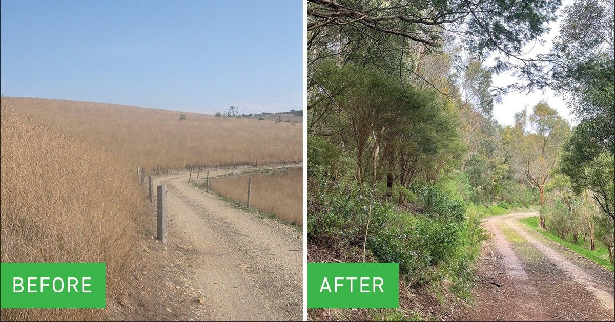 The Greenfleet effect! 

📍 Battery Creek 
💛 Boon Wurrung land in South Gippsland, Victoria.
🌳 100,000 native trees planted
🚗 23,000 tonnes of CO2-e offset
🐨 Habitat created for native wildlife
⌛ Legally protected for 100 years

#ClimateAction #GrowingHope #Sustainability