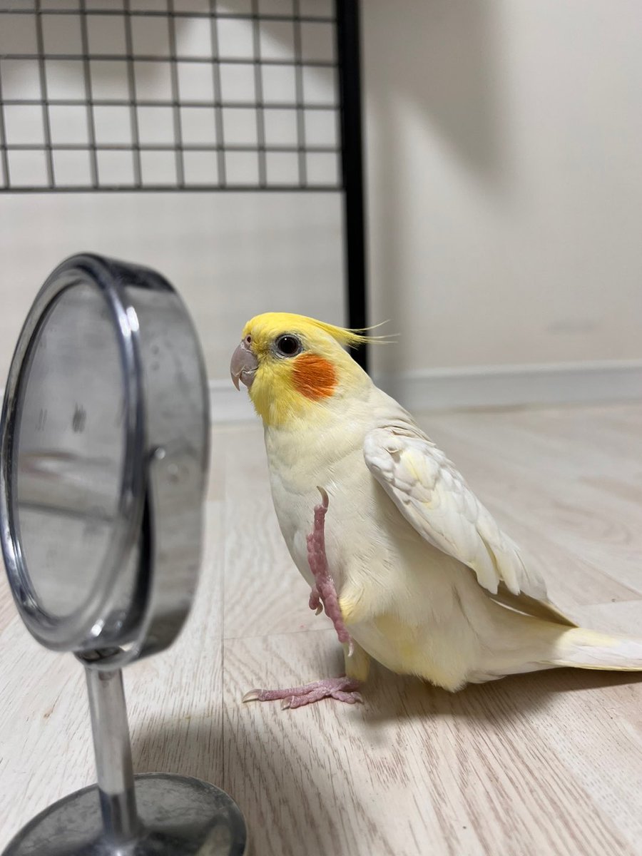 아이돌 포즈 연습중