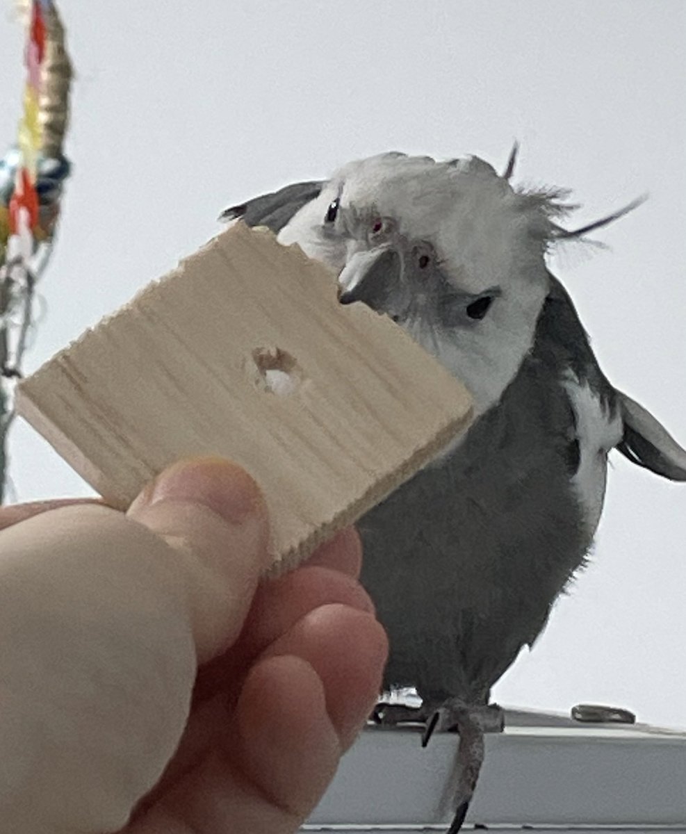 발사나무쪼가리를 뜯는 흑감자