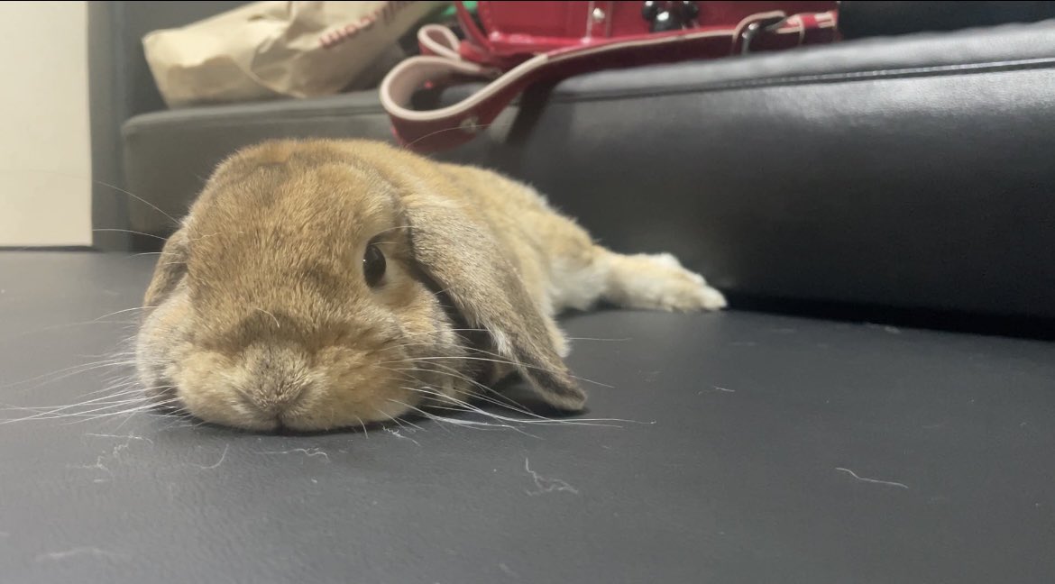 おはようございます😊パソコンが壊れまして、2〜3日YouTube更新をお休みさせて頂きます🙇🏻‍♀️