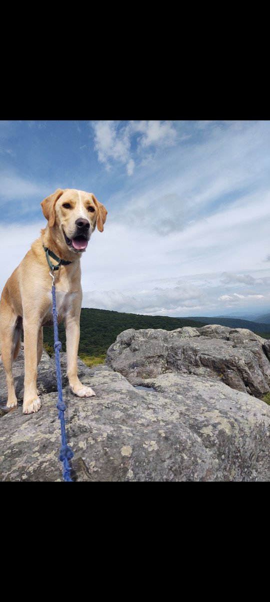 The Ocho tweet media