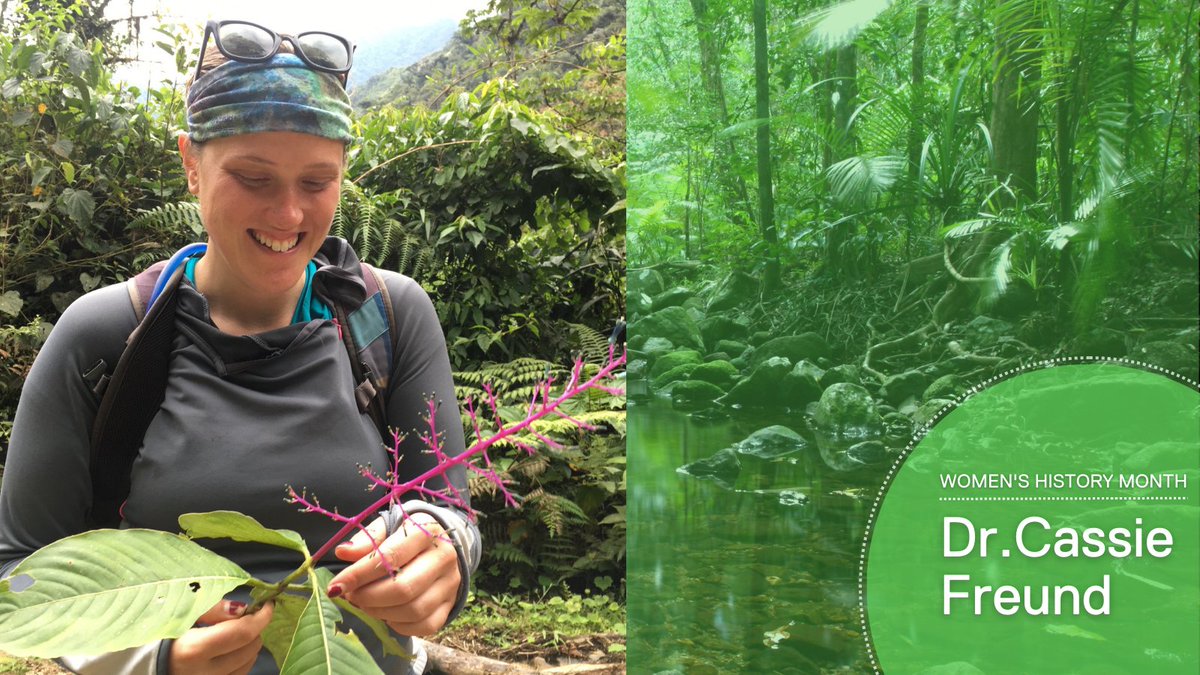 FrostScience's tweet image. Today we continue to celebrate #WomensHistoryMonth with a spotlight on our Director of Science Communication, Dr. Cassie Freund @CassieFreund! Cassie is a tropical ecologist &amp;amp; conservation biologist, with a doctoral degree in ecology from Wake Forest University... (1/2)