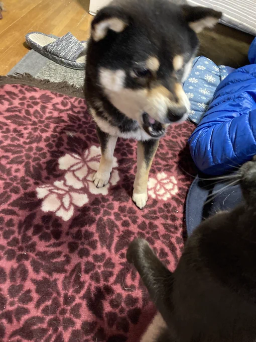 現行犯逮捕 