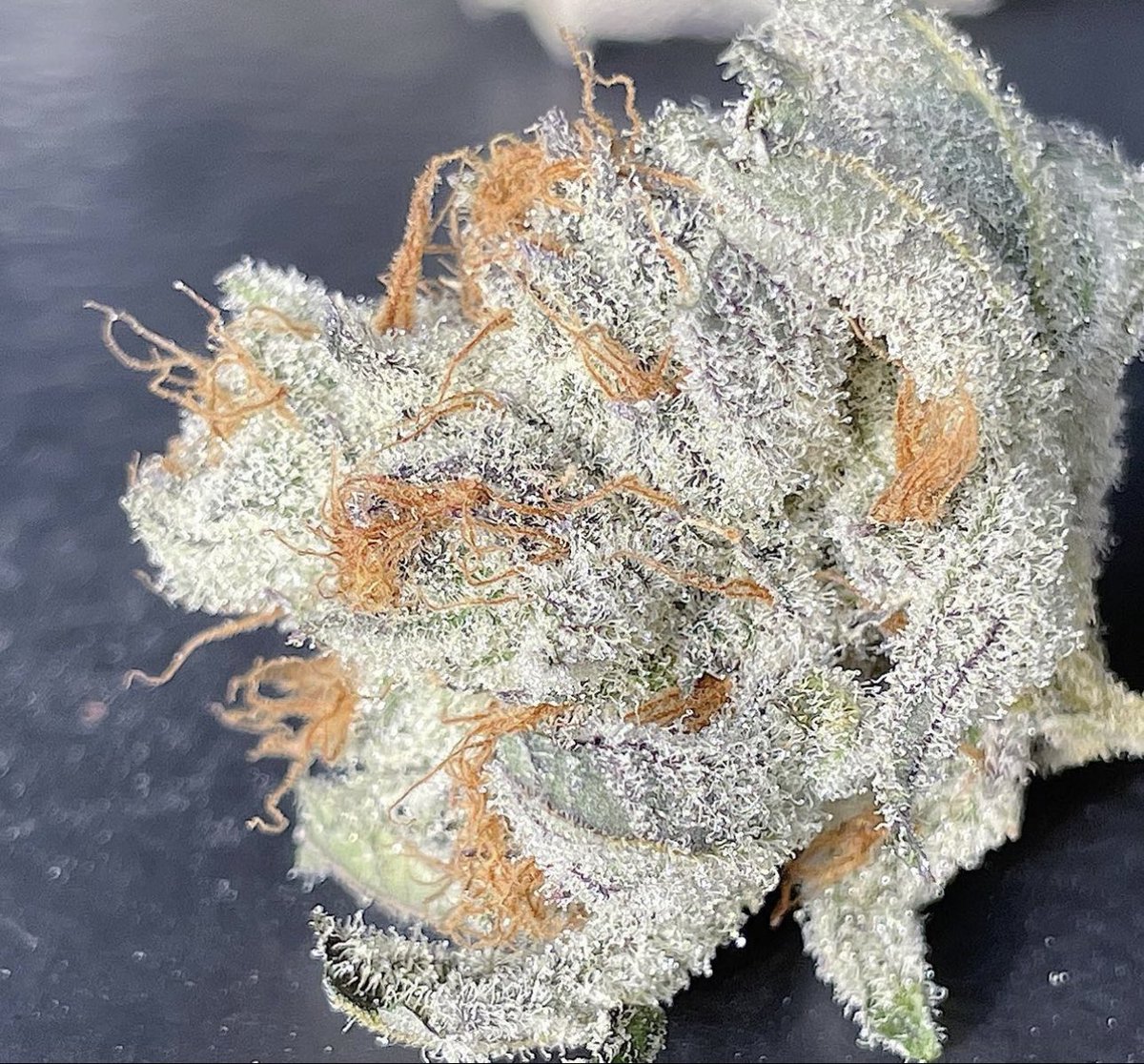 Nameless Genetics tweet media