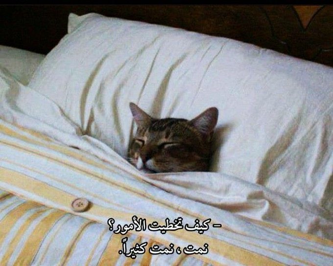 egymeme11's tweet photo. https://t.co/k0FPlTZfiB