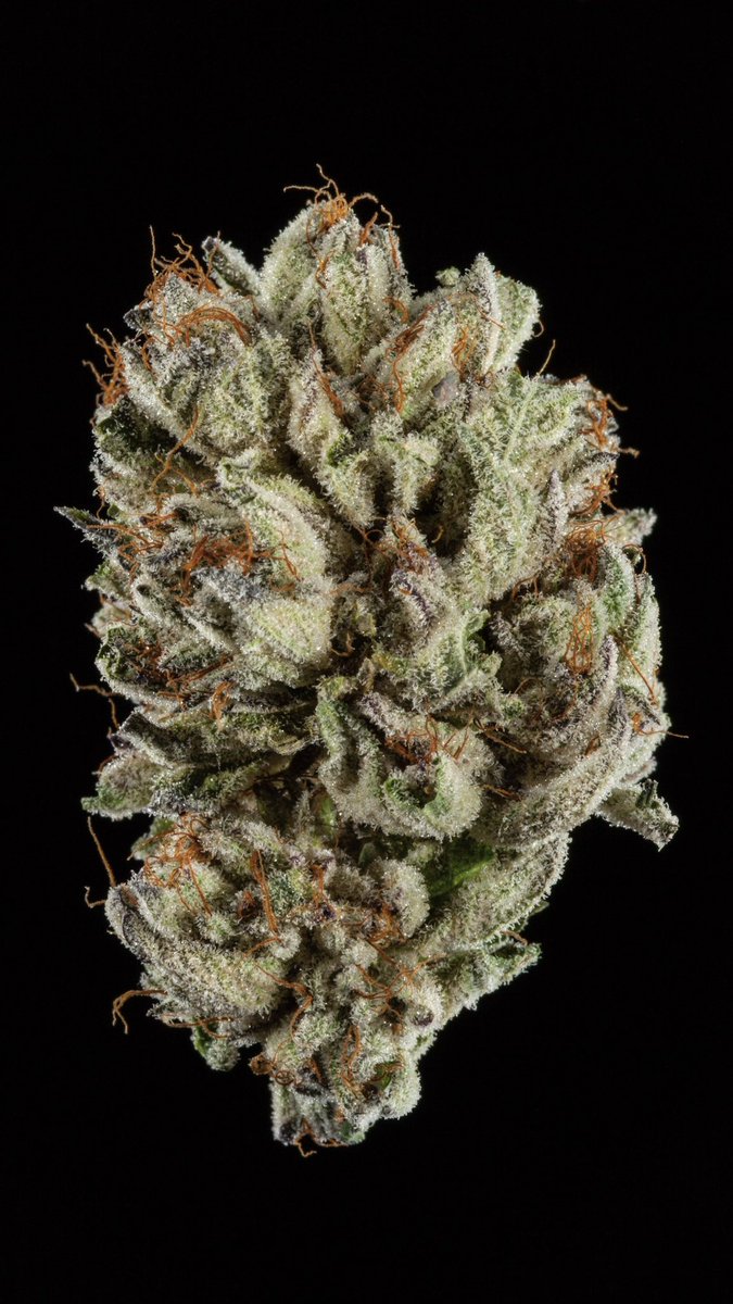 Nameless Genetics tweet media