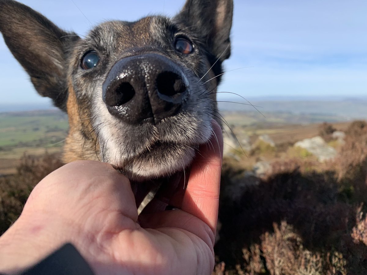 Friends, it is with the heaviest of hearts I’m letting you know that Kai gained his wings today. 
He passed with his head on my lap, a chew in his mouth and a wag in his tail.
I will miss you Kai, more than you could ever know.
Until we meet again Kai………’find it!!’