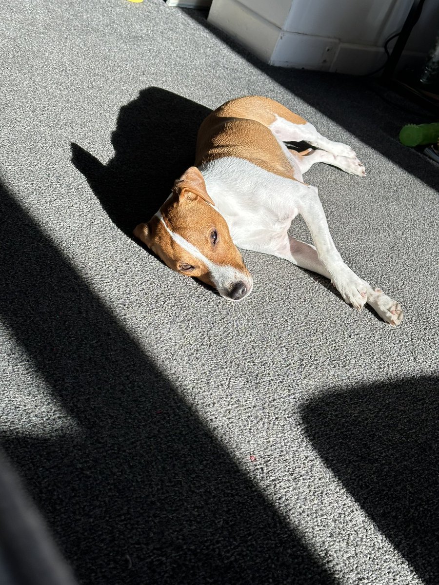 JessRob_92's tweet photo. 🐶 always finds the sunny spot https://t.co/KKdmoeZntb