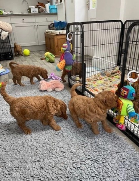 goldendoodleusa's tweet photo. Puppies available.
#goldendoodle https://t.co/weFVEQZg7i