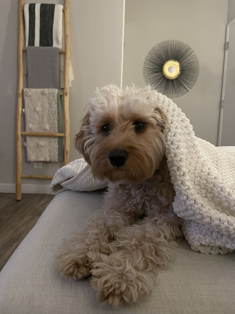 My dog in a past life was a concerned grandmother waiting for her grand kids to come home on a school night.
