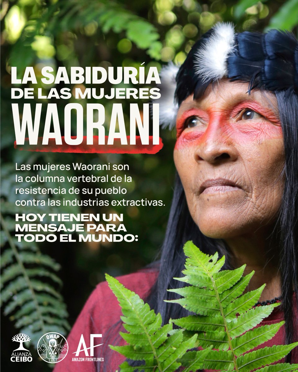 AFrontlines_ES's tweet photo. #8M2023 | En este #DiaInternacionalDeLaMujer, compartimos con orgullo, la sabiduría de #Mujeres  lideresas de la resistencia indígena #Waorani contra la industria petrolera, a través de este foto ensayo.    

👉https://t.co/ugl0DenxDU

@WaoResistencia @AlianzaCeibo @confeniae1 https://t.co/udRKudVmI2