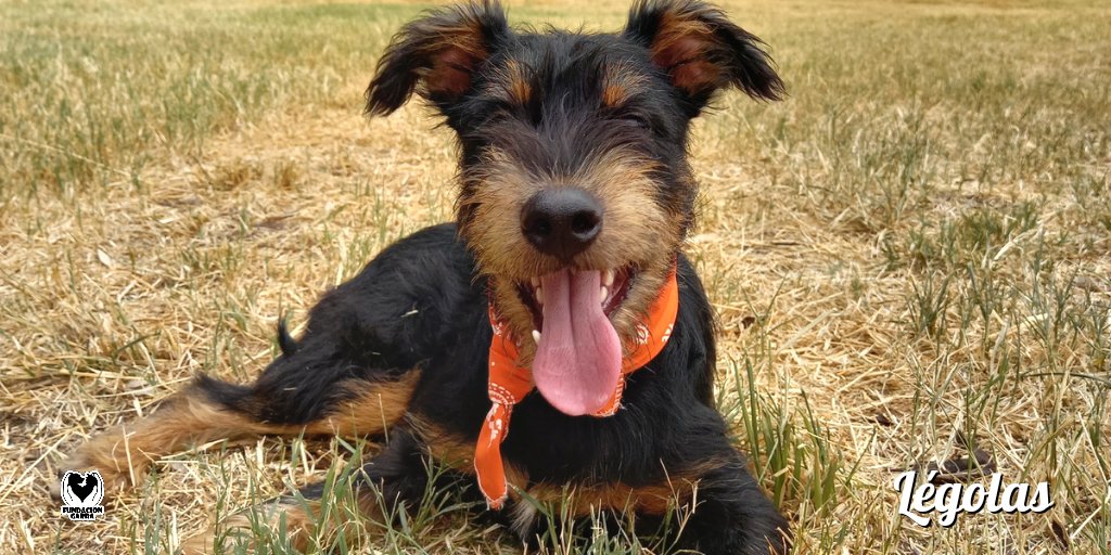 Esos bigotes que enamoran 🥰.

Légolas es un cachorro con muchas ganas de jugar y tener una familia que lo ame ❤️.

📲 Si te interesa sobre él comunicate por privado.
