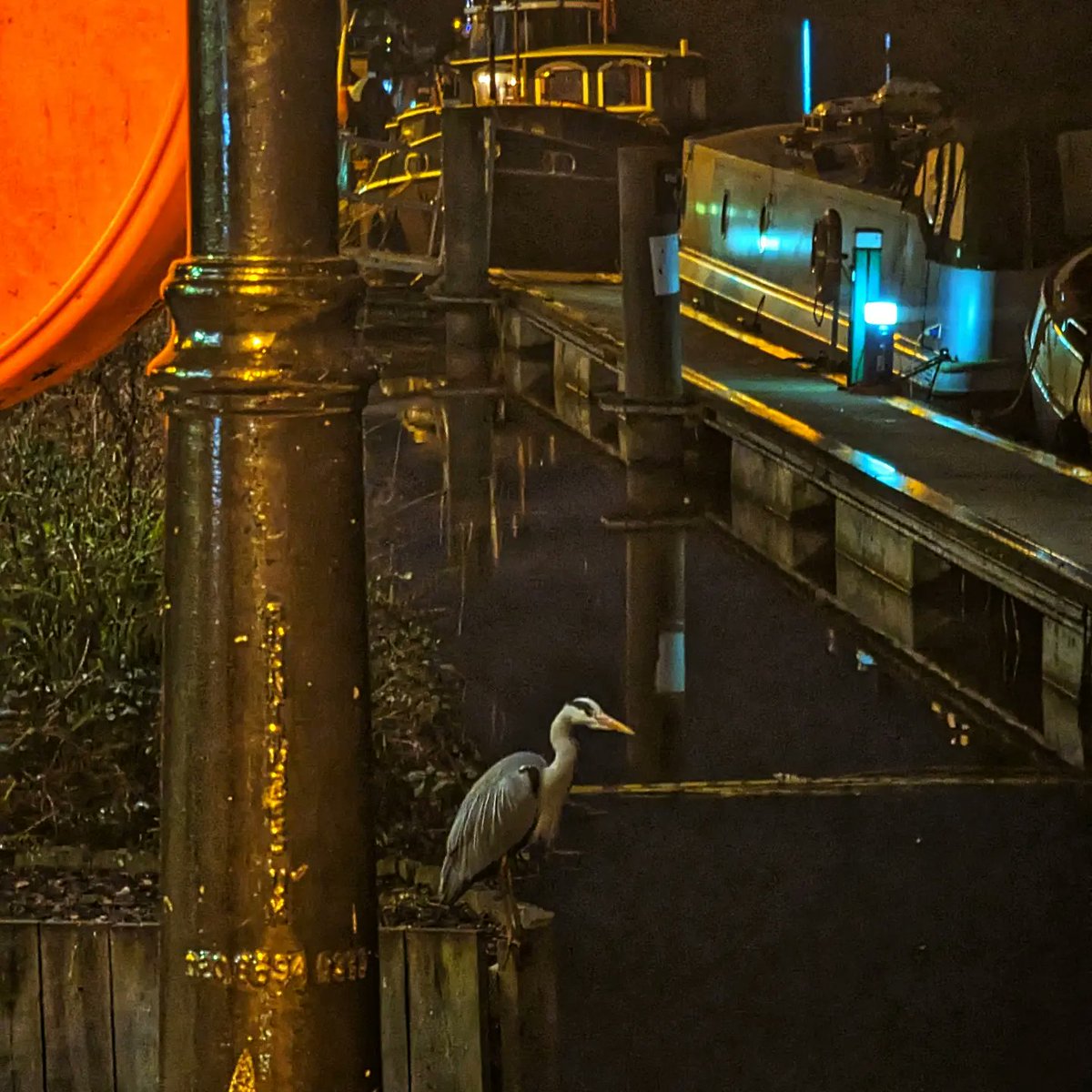 Grey Heron 🤍
@ThePhotoHour @bbcweather @metoffice #greyheron #heron #BirdsSeenIn2023 #BirdsOfTwitter #birds #uk #photooftheday #PHOTOS #mobilephotography #OnePlus #WINTER #prey #ukbirds #NightPhotography