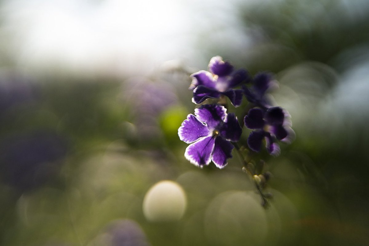 Dani Romanesi tweet media