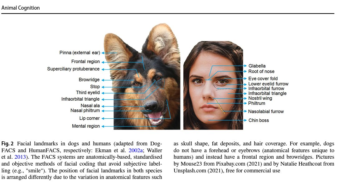 Do You Believe In Dog? 🐶 Mia Cobb (@doubelieveindog) on Twitter photo Visual perception of emotion cues in dogs: a critical review of methodologies <a href="/profDSM/">Daniel Mills</a> <a href="/unilincoln/">University of Lincoln, UK</a> link.springer.com/content/pdf/10… #dogs #science #newcaninesci Visual perception of emotion cues in dogs: a critical review of methodologies <a href="/profDSM/">Daniel Mills</a> <a href="/unilincoln/">University of Lincoln, UK</a> link.springer.com/content/pdf/10… #dogs #science #newcaninesci