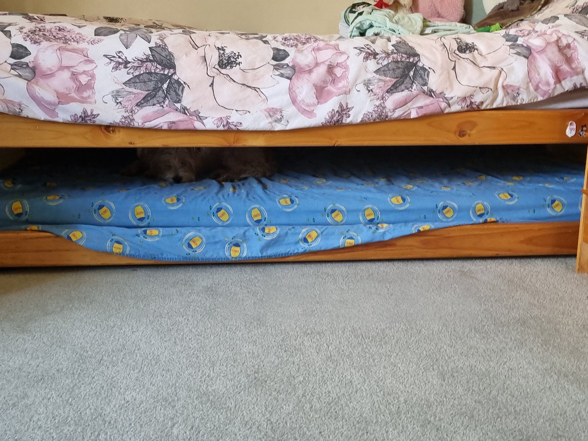 DeborahADiaz's tweet photo. Pase 20 minutos buscando a mi perro y no lo encontraba... https://t.co/tzJFAp8Rk5