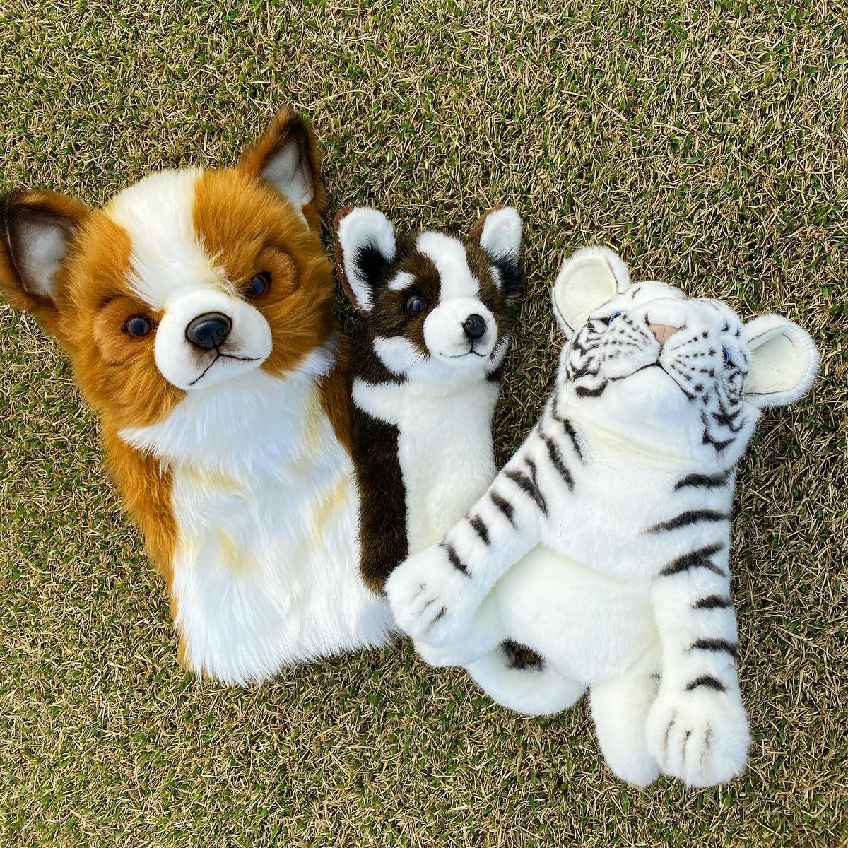 BengaLuana's tweet image. Very cute😍🥰