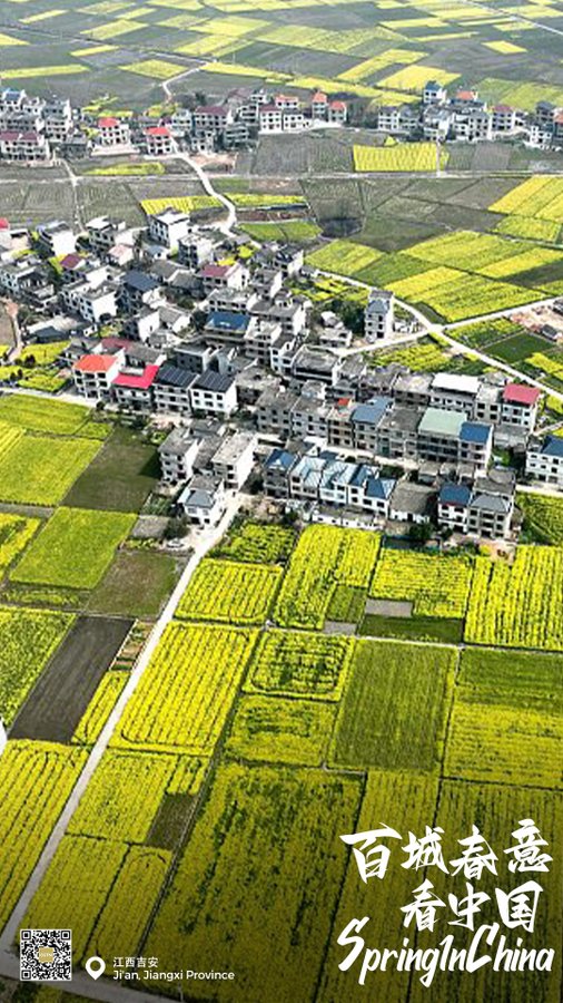 Frontlinestory's tweet image. Bright yellow flowers of oilseed rape are in full blossom in Suichuan County, east #China's Jiangxi Province, swaying in the warm breeze.
#SpringInChina #2023TwoSessions  #TwoSessions #TwoSessions2023 #Chinarama