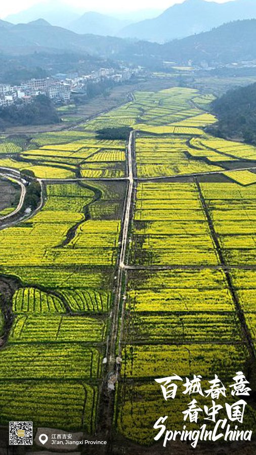 Frontlinestory's tweet image. Bright yellow flowers of oilseed rape are in full blossom in Suichuan County, east #China's Jiangxi Province, swaying in the warm breeze.
#SpringInChina #2023TwoSessions  #TwoSessions #TwoSessions2023 #Chinarama