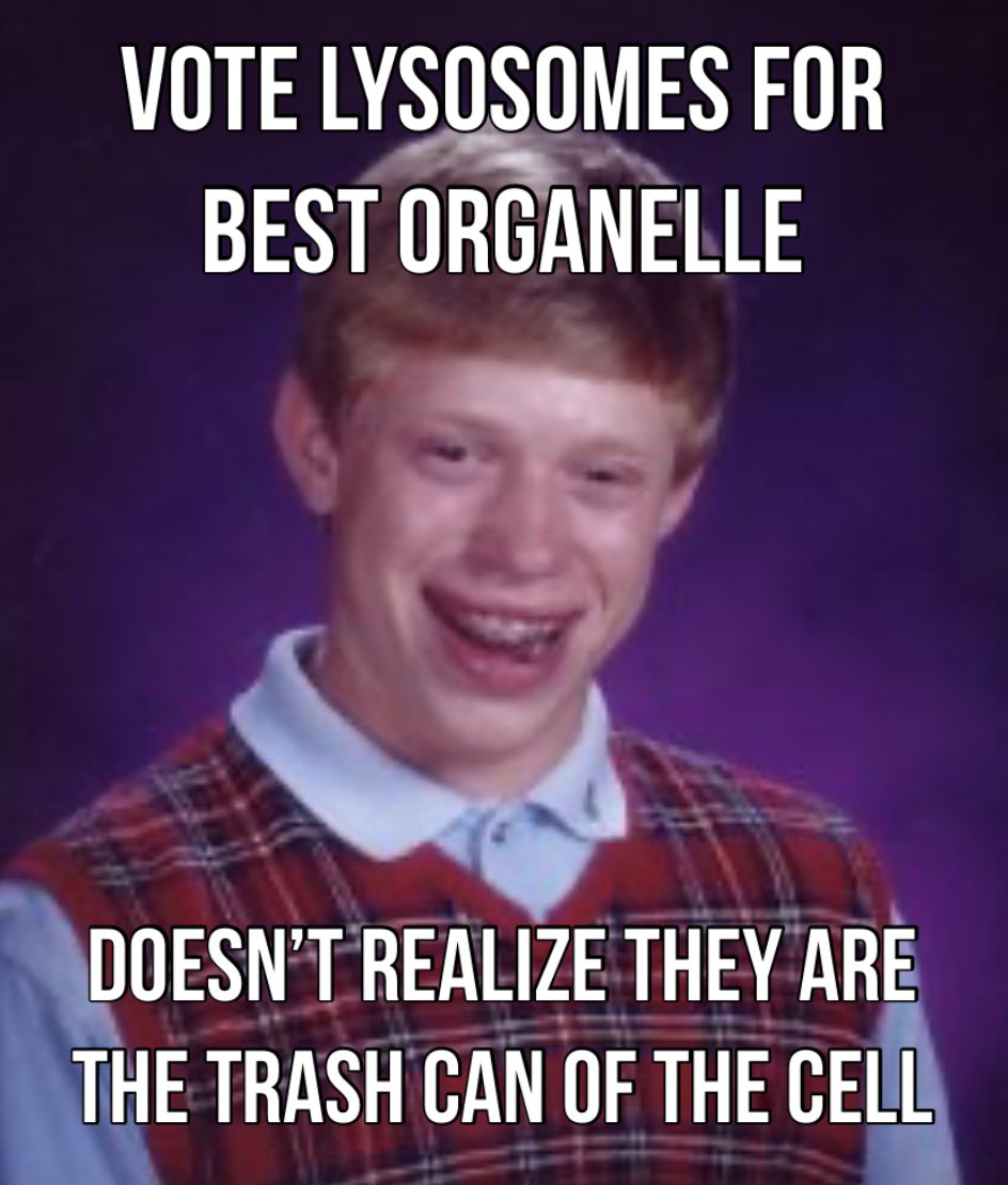 Lysosomes failure to keep up with damage, wear and tear, and excessive cellular components damage the cell. The result is an accumulation of waste and cellular garbage, a little trashy if I say so myself.

lifespan.io/topic/lysosome…
