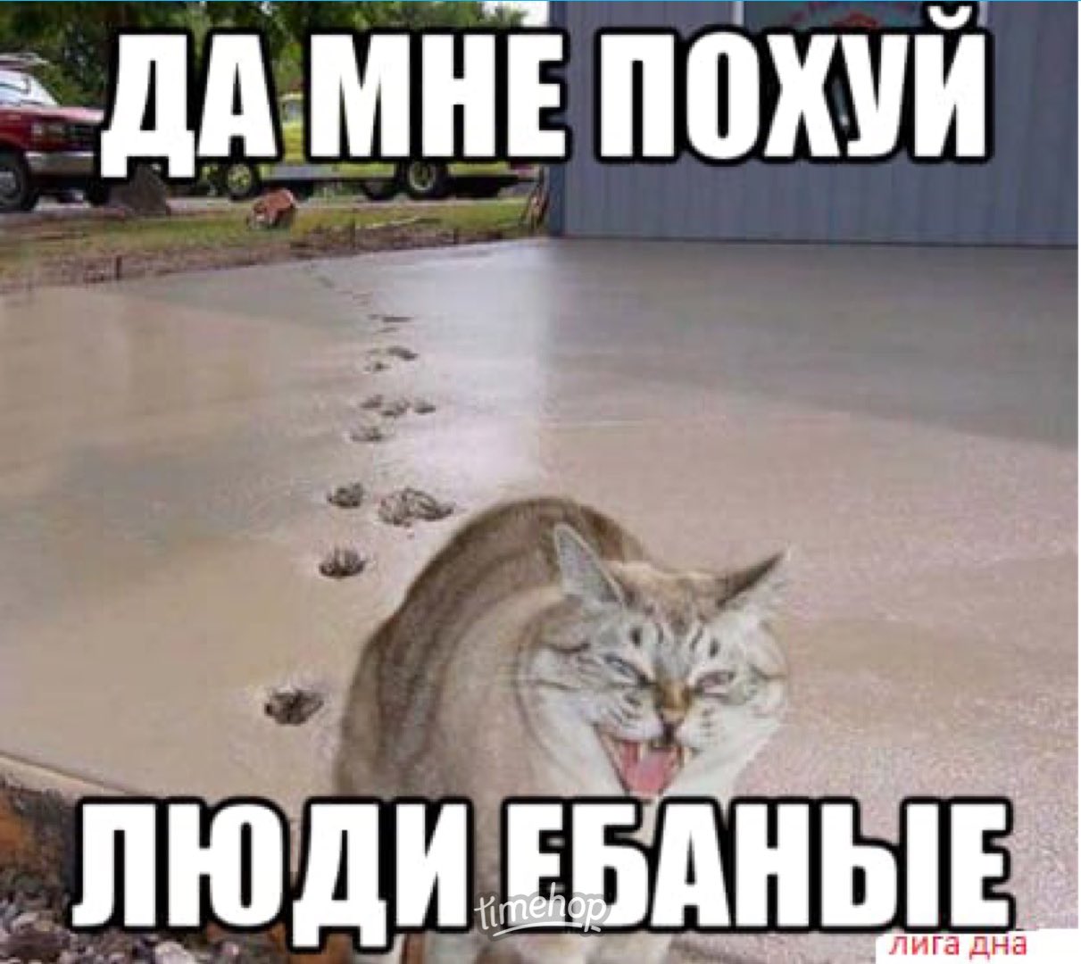 Котики мемы с надписями маты