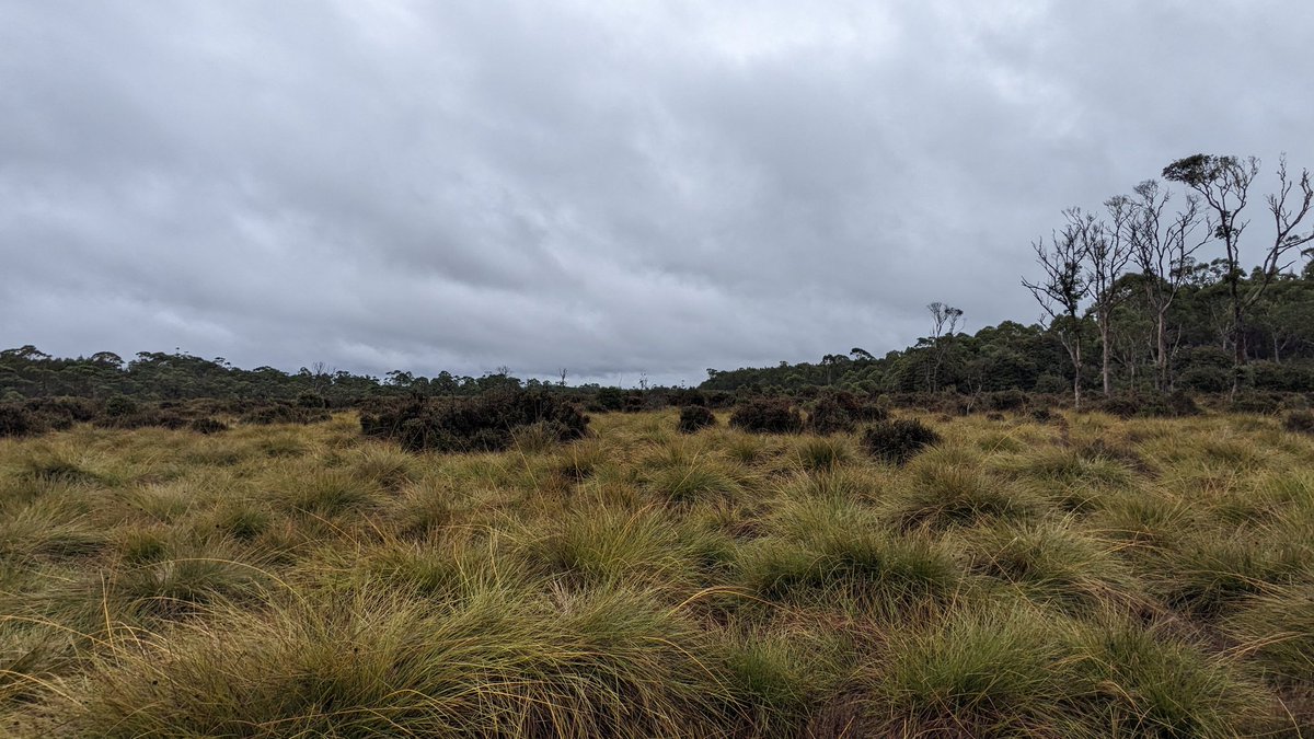 A successful coring trip on Palawa Country for <a href="/palaeoash/">AH</a> honours project. Wouldn't be a Tasmanian field trip without wet weather coring 🌧️. <a href="/Henriquez_WI/">William Henriquez</a>
@theotheroad #bestfieldtripever