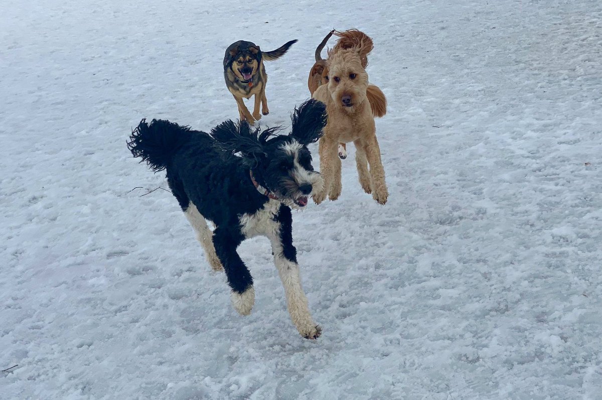 joefaheymusic's tweet photo. Mabel & Company #dogs #dogpark #flyingdogs https://t.co/YLdMEYgbtg