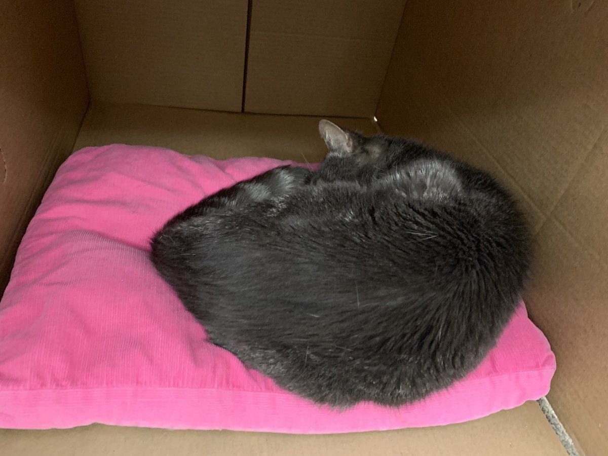 Happy Town Meeting Day, folks. 

The polls have closed, in-person meetings have ended (I hope!) and the <a href="/vtdigger/">VTDigger</a> newsroom has vegan/gluten-free pizza, chips, reporter-provided blackberries, The Election Night Cat and results, here: vtdigger.org/2023/03/07/rea…