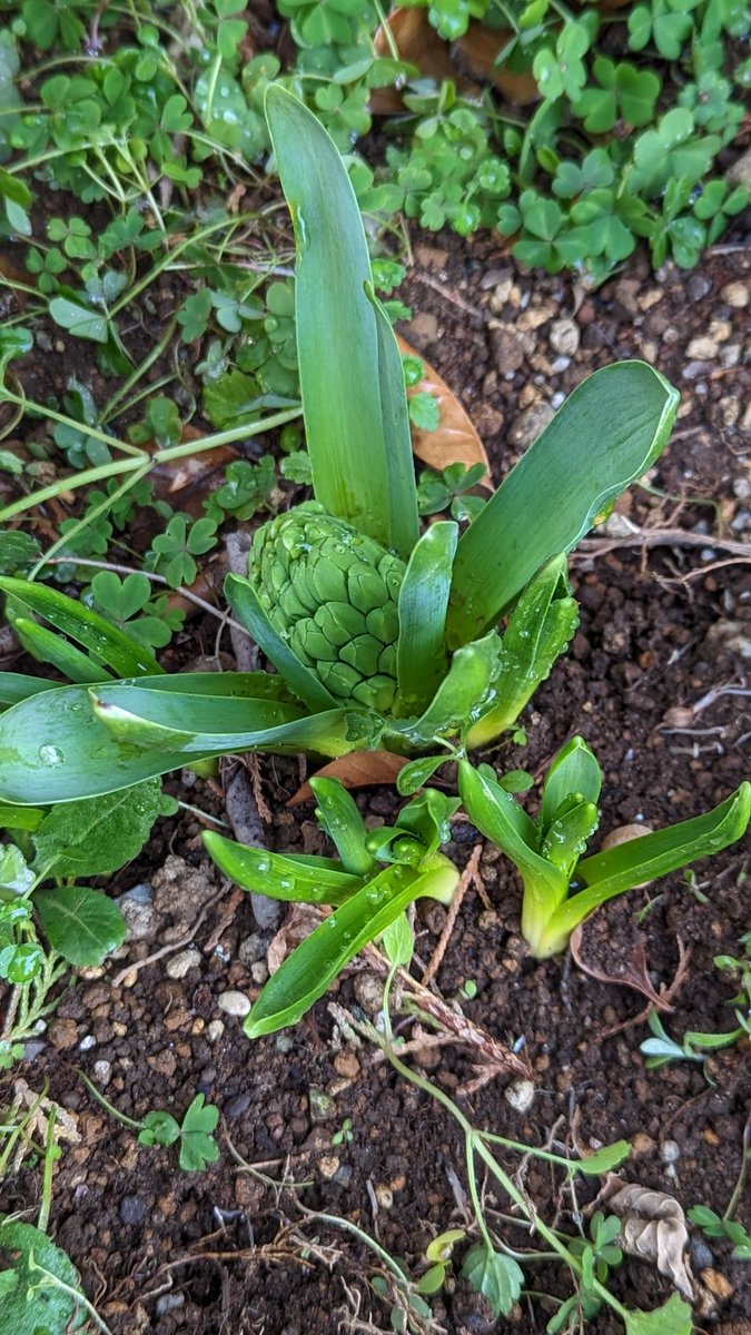 kurokin58's tweet photo. 花壇植えは初めてで諦めてたところ、雑草に埋もれて成長してた…！（急いで雑草抜いた図）これでしばらく仕事がんばれる♡単純（笑）#ヒヤスンス #負けへんで @ots_tbsradio https://t.co/0Ul3Rj9Vim