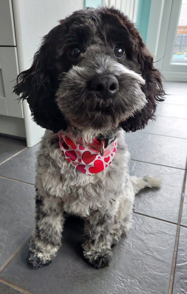 Just my wee dug again.....post hair do.