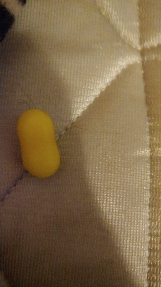 north poll's perry tweet media