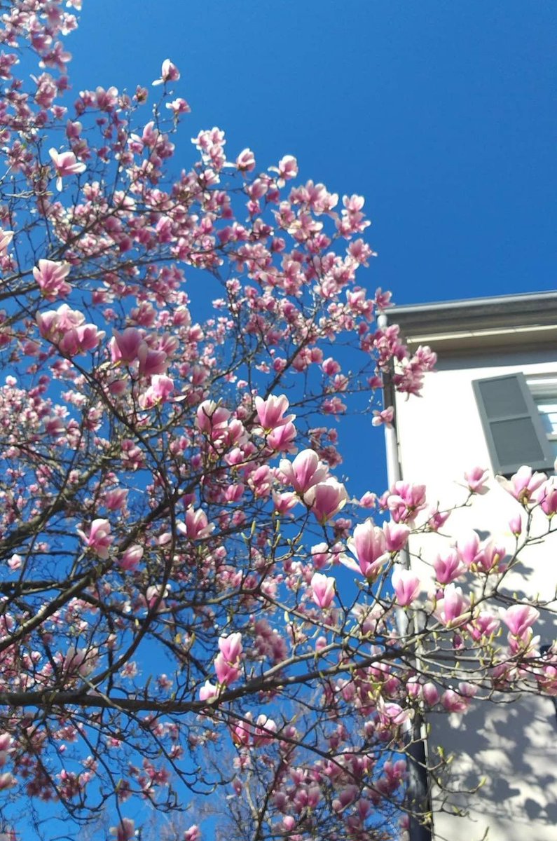 #tb de 2021

Alguien teletranspórteme a DC para ver las magnolias 🌸