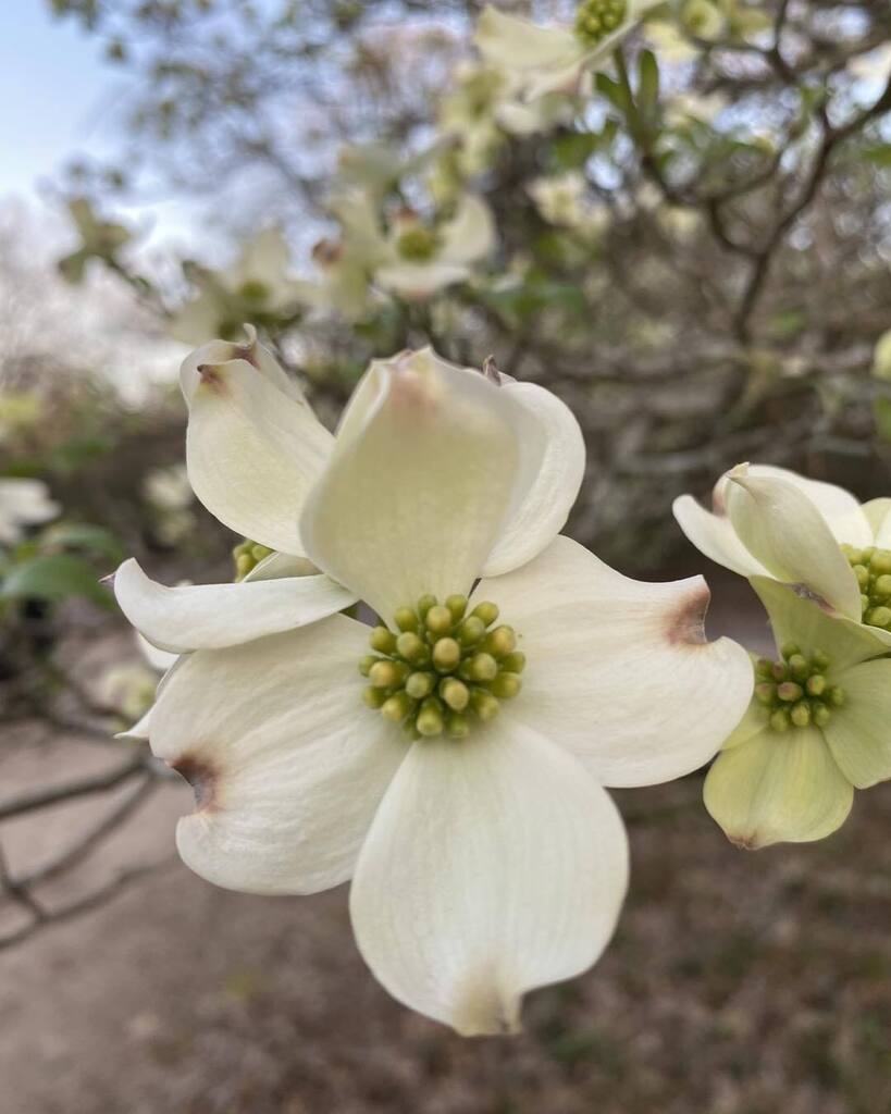 We are in all phases of the blooming cycle, so we invite you to join us for the blooms a little early this year! We predict that the blooms will look their best starting March 13 - March 20, but you may have to look a littler harder! These warm temps are… instagr.am/p/Cpgc0F0tSGY/